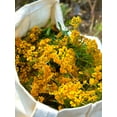 thumbnail image 6 of TomorrowSeeds - Mexican Tarragon Seeds - 15000+ Count - For 2025 Planting Tagetes Lucida Marigold, 6 of 10