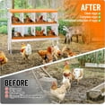 thumbnail image 7 of EastVita Chicken Nesting Boxes, 8-Hole Metal Nesting Boxes for Chickens, 2 Mounting Options for Egg Laying, Chicken Nesting Box with Roll Away Egg, with Large Holes, 7 of 7