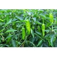 thumbnail image 3 of 50 Seeds SHISHITO PEPPER Green to Red Mild Japanese Chili Capsicum Annuum Vegetable Seeds, 3 of 9