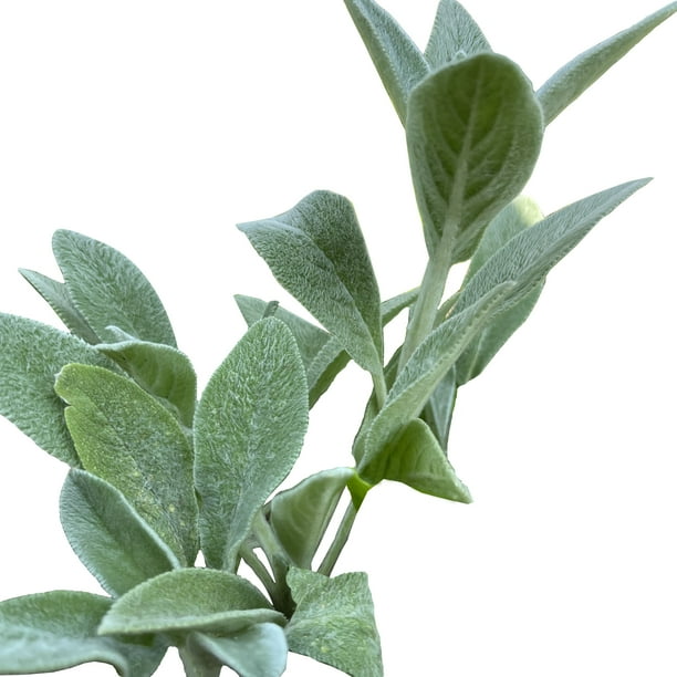 FixtureDisplays® LAMBS EAR LIVE PLANT PERENNIAL 12 PLANTS LAMBSEAR