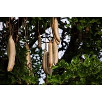 10 Sausage Tree Seeds for Planting - Kigelia africana