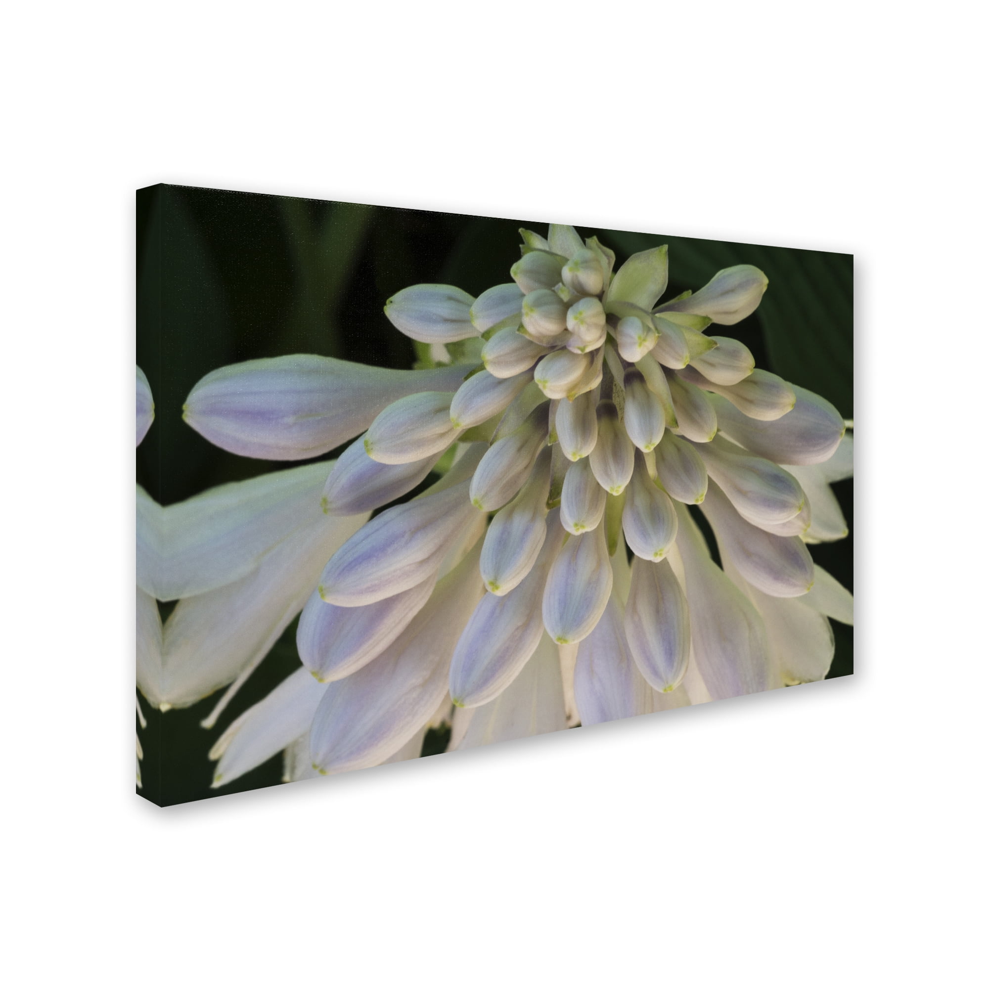 Trademark Fine Art "Hosta Flower Abstract" Canvas Art by Kurt Shaffer