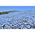 thumbnail image 6 of TomorrowSeeds - Baby Blue Eyes Seeds - 6000+ Count - For 2026 Planting Nemophila Menziesii Sky Blue, 6 of 9
