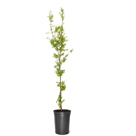 Expert Gardener 4-5' Maple Japanese Sango kaku in 2 gal. Grower Pot