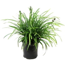 National Plant Network 1 gal. Liriope Big Blue Grass
