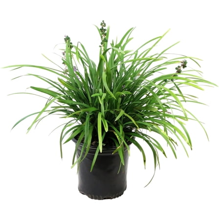 National Plant Network 1 gal. Liriope Big Blue Grass