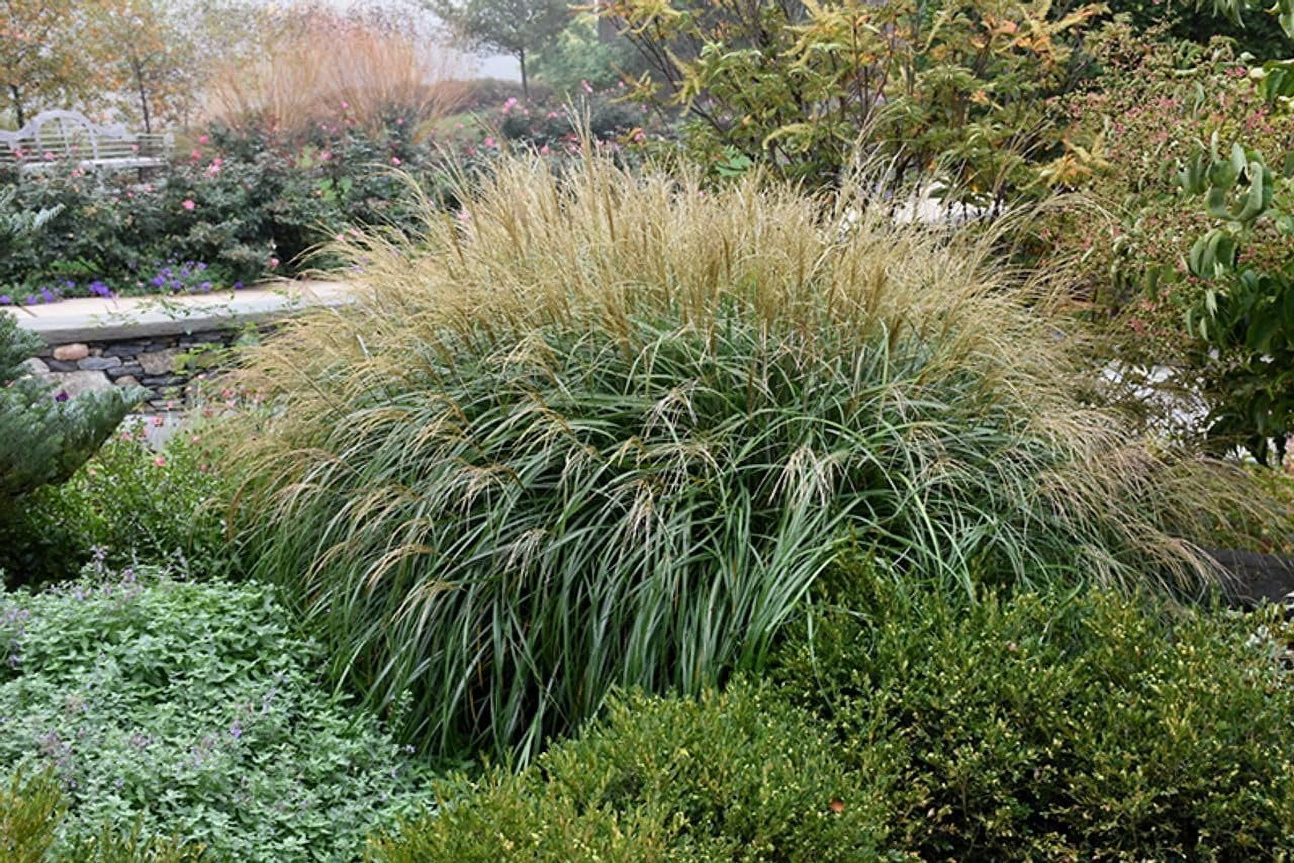 Adagio Maiden Grass  3 Live Plants  Micanthus Sinensis  Hardy Ornamental Grass Perfect for Landscaping and Gardening
