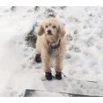 thumbnail image 3 of Dog Bootpaw Protector, Non-Slip Dog Shoesthese Comfortable Soft Sole Dog Boots, 3 of 5