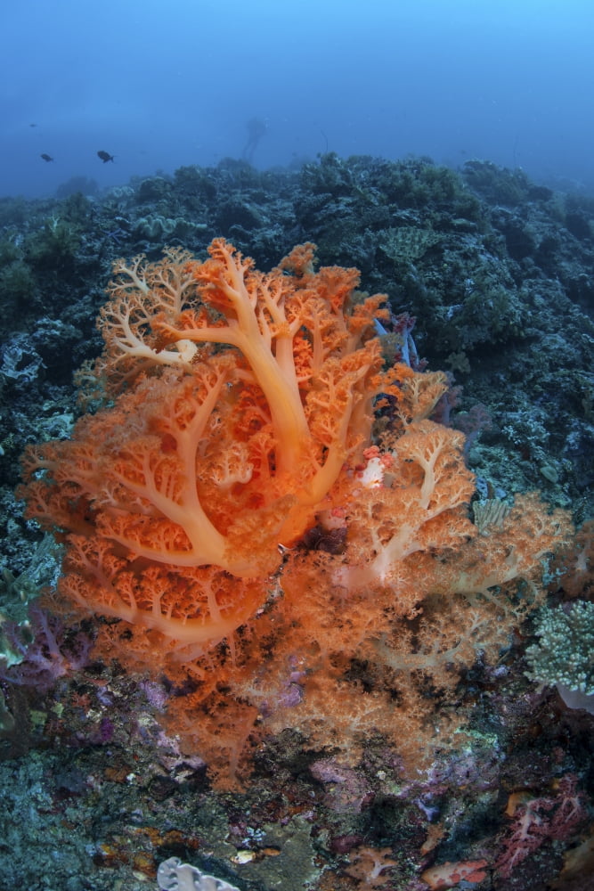 Vibrant soft coral colonies grow on a reef in Lembeh Strait Canvas Art - Ethan DanielsStocktrek Images (23 x 34)
