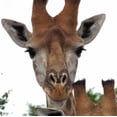 thumbnail image 2 of Dana Underdahl 20x20 Gallery Wrapped Canvas Wall Art Titled - Giraffe Portrait I, 2 of 4
