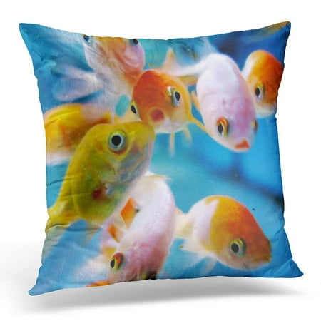ARHOME Freshwater Fish Goldfish Cluster Around the Glass in Aquarium Tank Pets Pillow Case Cushion Cover 16x16