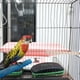 thumbnail image 3 of Percha de madera para pájaros, plataforma de juguete, palo para moler patas, accesorio para jaula de pájaros, para cacatúas, periquitos, cotorras y otras aves pequeñas, 3 of 8