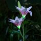 thumbnail image 3 of Lily Flower Solar Powered Lámpara led lámpara Decoración Libre Jardín Decoración Rosado Zulema Lily Ground Lights, 3 of 8
