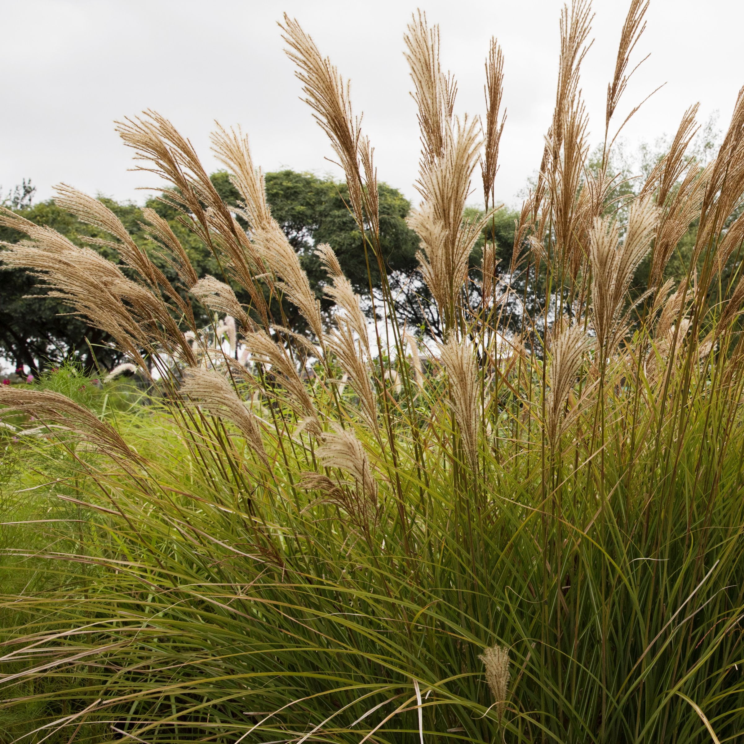 3 gal. Maiden Grass Plant