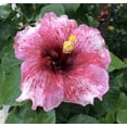 thumbnail image 3 of Live Plant! "Wine Press" Exotic Tropical Hibiscus Live Plant in 4" pot, 3 of 7