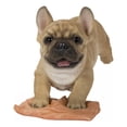 thumbnail image 1 of Bouledogue Français Lavage du Sol, 1 of 5