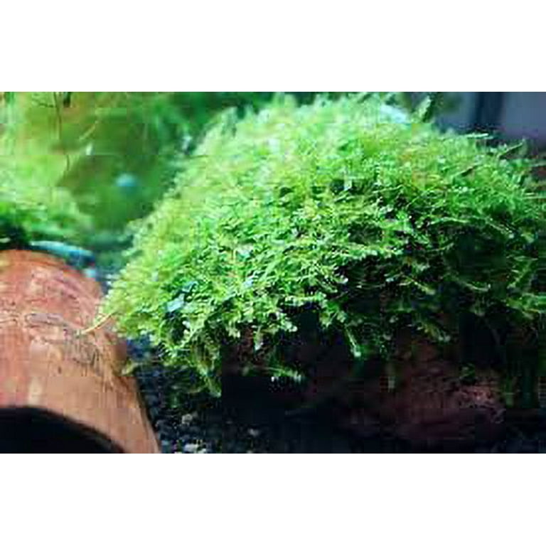 Planterest – Christmas Moss | Vesicularia Montagnei Easy Live Aquarium  Plant Decorations BUY2GET1FREE