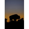 thumbnail image 2 of Grall, Don 23x32 White Modern Wood Framed Museum Art Print Titled - WY, Yellowstone Bson silhouetted at sunset, 2 of 4