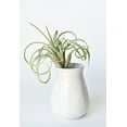 thumbnail image 4 of 8" Faux Green/Gray Tillandsia Succulent Pick, 4 of 6