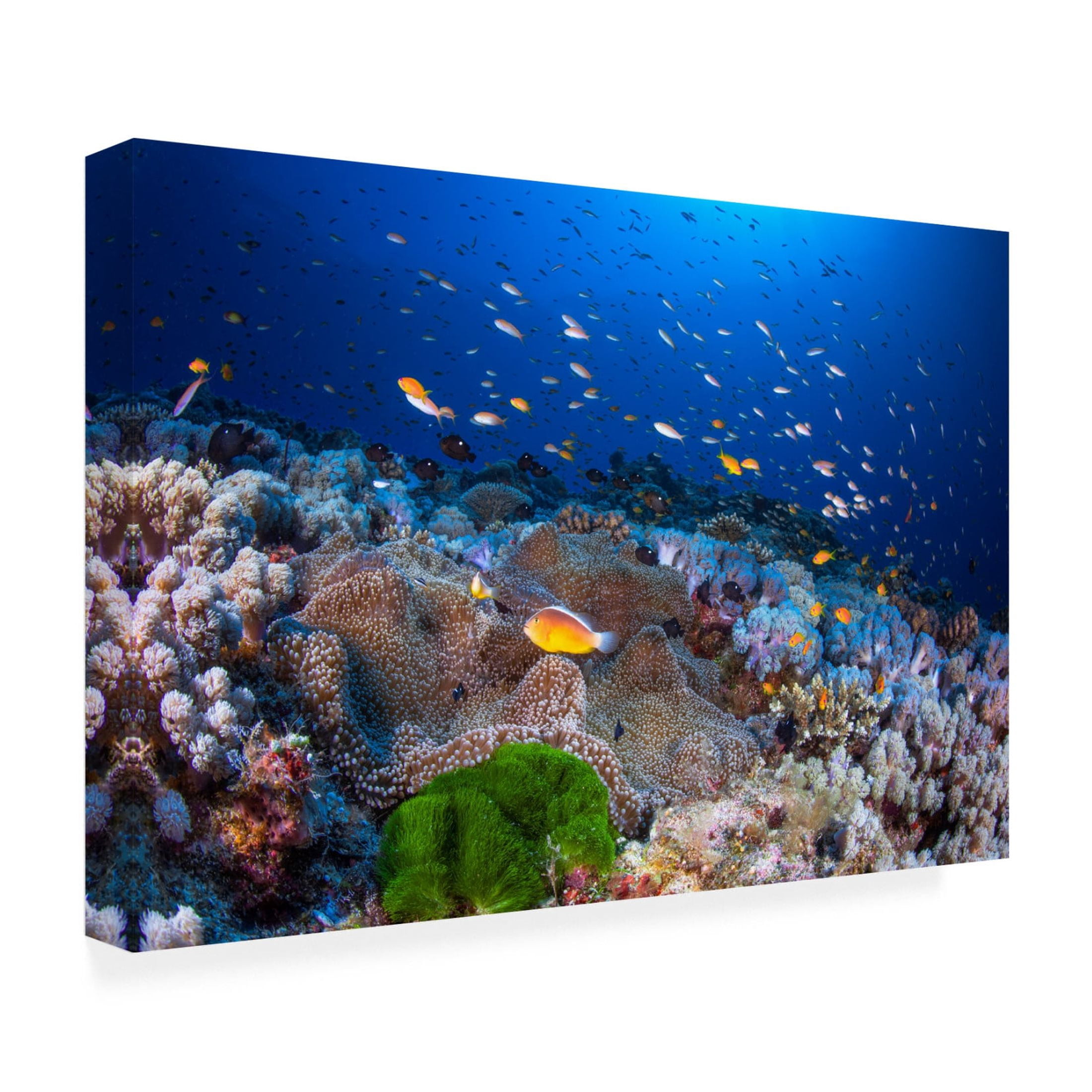 Canvas Wall Art - Barathieu Gabriel 'Anemon And Anthias' Wall Art for Living Room, Bedroom, or Office Décor by Trademark Fine Art - 32 x 22 Inches