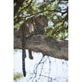 thumbnail image 2 of Posterazzi DPI12273595 Leopard Resting in Tree Near Ndutu Ngorongoro Crater Conservation Area - Tanzania Poster Print - 12 x 19 in., 2 of 4
