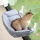 thumbnail image 1 of Hamaca para Gatos Zakkart Plegable para Ventana con Respaldo Gris, 1 of 5