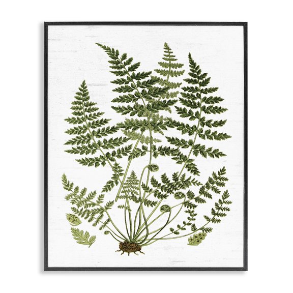 Stupell Industries Cottage Forest Botanicals Charming White Willow Greenery Black Framed Giclee Art, 11 x 14, by Lettered and Lined