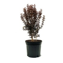 Expert Gardener 3-4 ft tall Thunderstruck Lavender Skies Crape Myrtle Live Tree in 7-Gallon Grower Pot