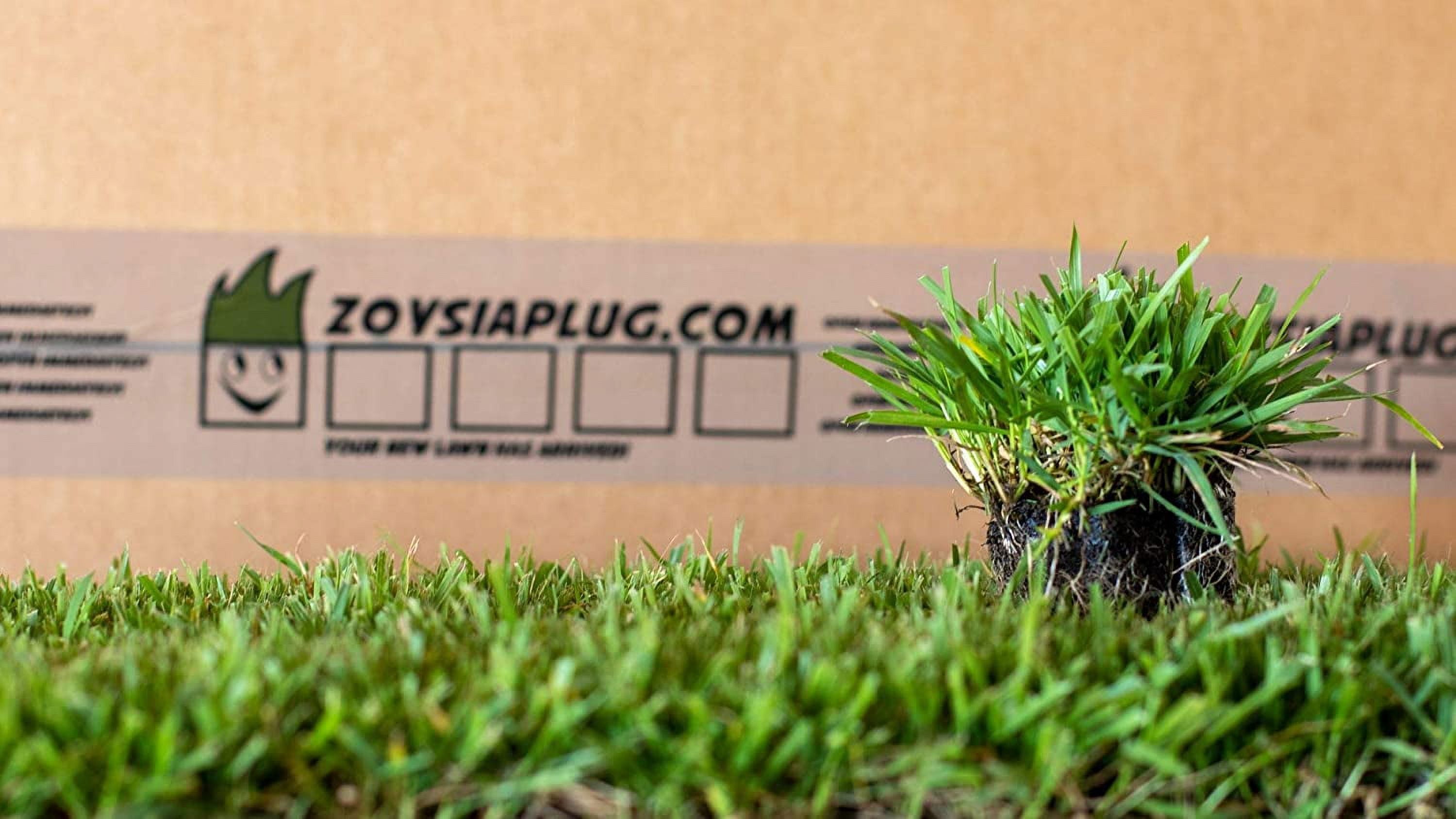 Zoysia Plugs - 50 Full & Lush Grass Plugs