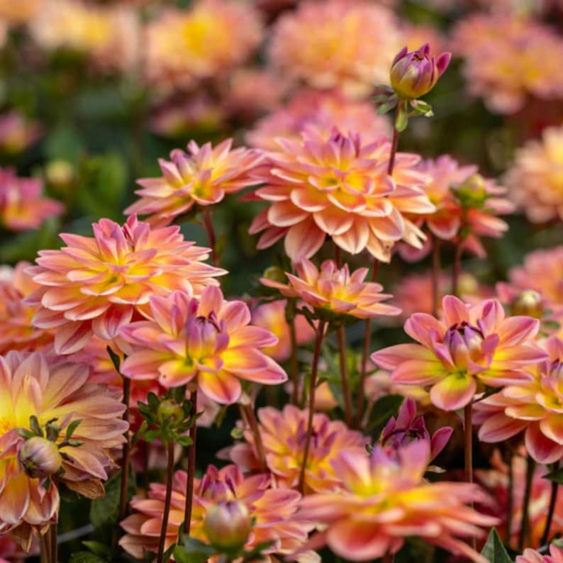 40 Seeds - Pacific View Dahlia Seeds - Pollinator Friendly - - Heirloom Flower Seeds Mix for Gardens