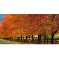 thumbnail image 2 of Gulin, Sylvia 14x9 White Modern Wood Framed Museum Art Print Titled - USA-Washington State-North Bend fence and tree lined driveway in fall colors, 2 of 4