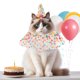 thumbnail image 3 of Conjunto de disfraz de cumpleaños para gatos, bandana y sombrero de fiesta, decoraciones de cumpleaños para perros, atuendo para fiestas de cumpleaños y Navidad, 3 of 7