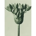thumbnail image 2 of Blossfeldt, Karl 19x24 White Modern Wood Framed Museum Art Print Titled - Allium Ostroroskianum (ornamental onion), 2 of 4