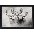thumbnail image 5 of The Wild Bunch Light Mule Deer Print by Robert King, Mule Deer Trophy Bucks, Giant Bucks, Buck Print, Deer Poster, Racks, Cabin Woodland, 5 of 7