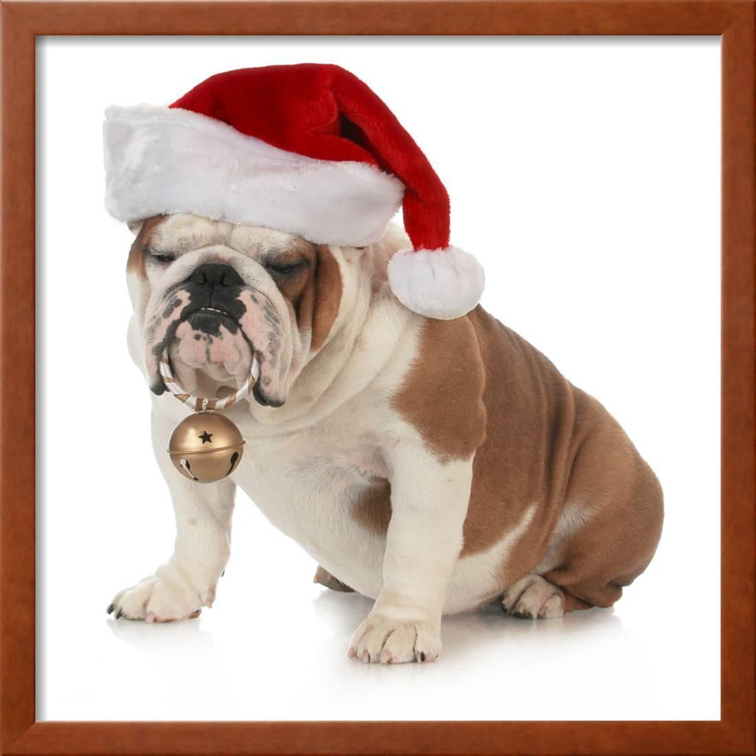 english bulldog hat