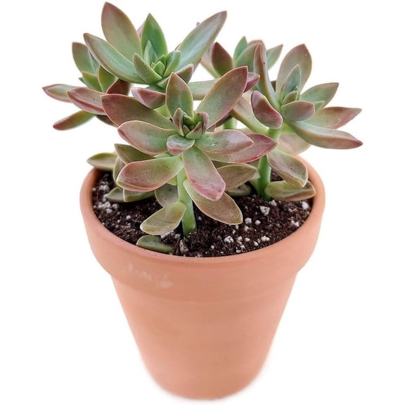 California Sunset Succulent - Live Starter Plant in a 2 Inch Pot - Graptosedum Purple - Beautiful Indoor Outdoor Succulent Houseplant
