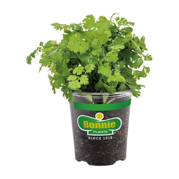 Bonnie Plants Cilantro 19.3 oz.