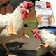 thumbnail image 3 of Mordaza Regalo Pollo Disfraz Brazos Juguete Para Pájaro Pollo Cateissary HA044689-02, 3 of 6
