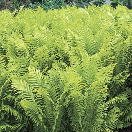 Ostrich Fern Dormant Bare Root Perennial Plant Roots (5-Pack)