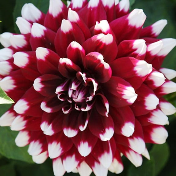 Verdi Glory Patio Dinnerplate Dahlia Flower Tubers - 3 Bulbs per Pack - Huge Blooms Up to 8" Wide - Blooms All Summer - Grows Well in Containers - Deer Resistant - Good as Cut Flowers