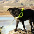 thumbnail image 4 of E-CICHLID WHOLESALE DOG HARNESS, 4 of 6