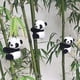 thumbnail image 2 of 6-pack finger panda plush; panda party favors; mini panda clips; stress relief toy decorations., 2 of 3