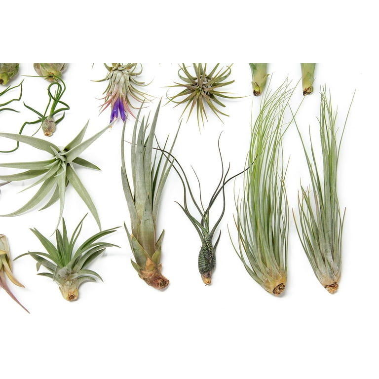 Air Plant Small Grab Bag –