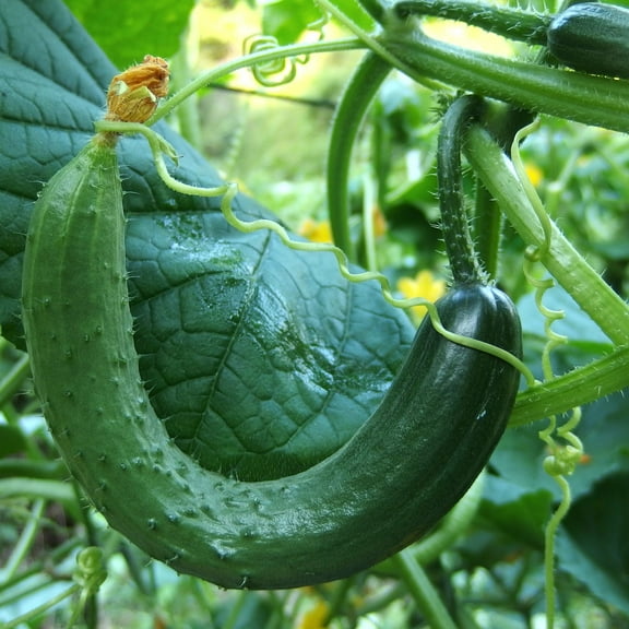 Cucumber Seeds - Chinese Snake Curved - 4 Oz ~3,800 Seeds - Cucumis sativus - Farm & Garden Vegetable Seeds - Non-GMO, Heirloom, Open Pollinated, Annual