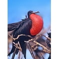 thumbnail image 2 of Fitzharris, Tim 19x24 Black Ornate Wood Framed with Double Matting Museum Art Print Titled - Magnificent Frigatebird in Courtship Display, 2 of 4