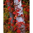 thumbnail image 2 of Flaherty, Dennis 26x32 Black Ornate Wood Framed with Double Matting Museum Art Print Titled - NH, White Mountains Trees in autumn color, 2 of 4