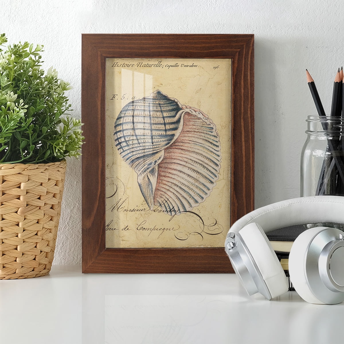 Seashell Ephemera V - Framed Print w/glass - Chestnut