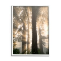 Stupell Industries Sun Rays Woodland Trees View Landscape Photography White Framed Art Print Wall Art