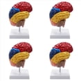 thumbnail image 1 of 4X Modelo AnatóMico Cerebral AnatomíA 1: 1 Medio Cerebro Tallo Cerebral Suministros de Laboratorio de Enseñanza MéDica, 1 of 5