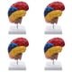 thumbnail image 1 of 4X Modelo AnatóMico Cerebral AnatomíA 1: 1 Medio Cerebro Tallo Cerebral Suministros de Laboratorio de Enseñanza MéDica, 1 of 5